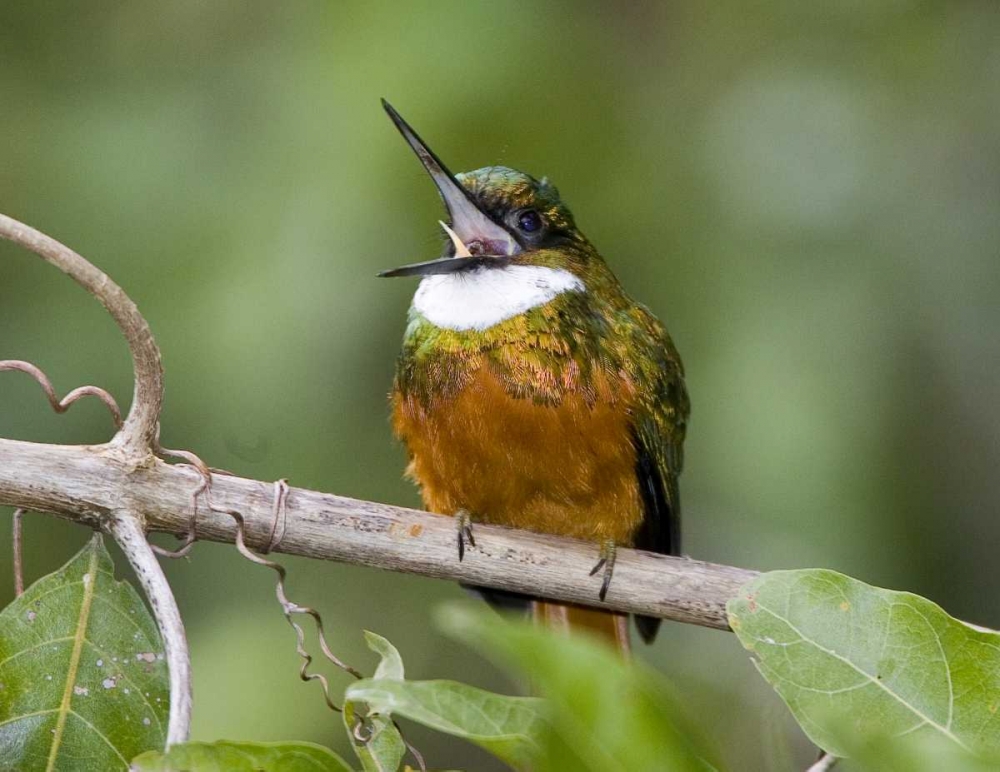 Ecuador Rufous-tailed jacamar on branch art print by Joanne Williams for $57.95 CAD