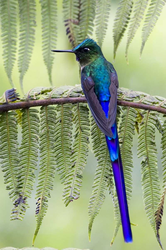Ecuador Violet-tailed sylph on fern branch art print by Joanne Williams for $57.95 CAD