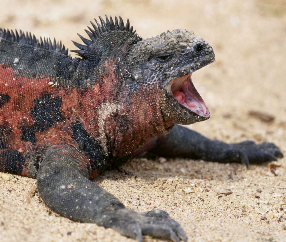 Ecuador, Galapagos Islands A marine iguana art print by Wendy Kaveney for $57.95 CAD