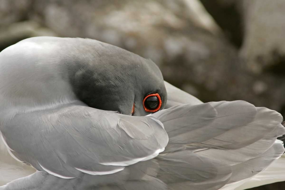 Ecuador, Galapagos NP Swallow-tailed gull art print by Cathy and Gordon Illg for $57.95 CAD