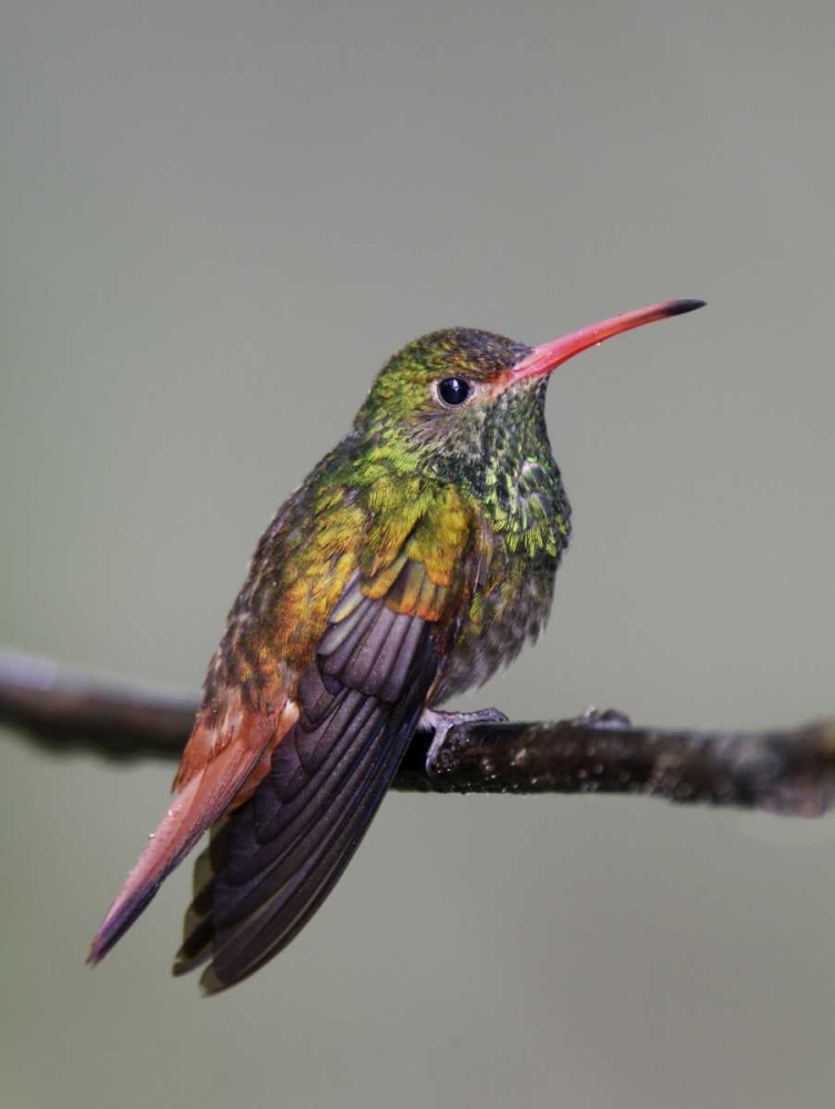 Ecuador Rufous-tailed hummingbird on limb art print by Arthur Morris for $57.95 CAD