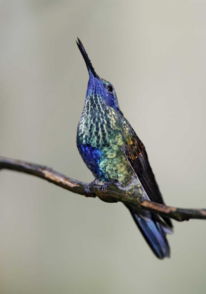 Ecuador Sparkling violet-ear hummingbird sings art print by Arthur Morris for $57.95 CAD