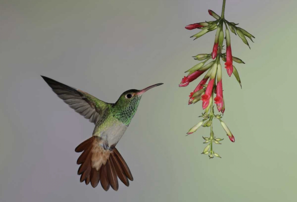 Ecuador,  Rufous-tailed hummingbird at flower art print by Arthur Morris for $57.95 CAD