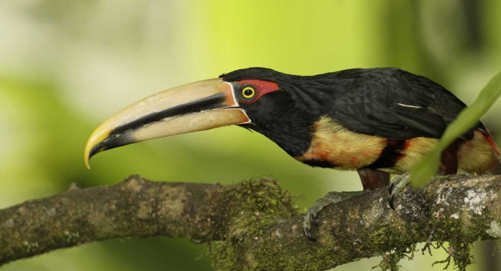 Ecuador, Los Bancos Pale-mandible aricari bird art print by Arthur Morris for $57.95 CAD