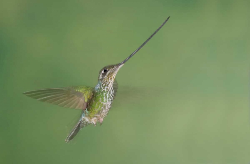 Ecuador, Guango Lodge Swordbilled hummingbird art print by Arthur Morris for $57.95 CAD