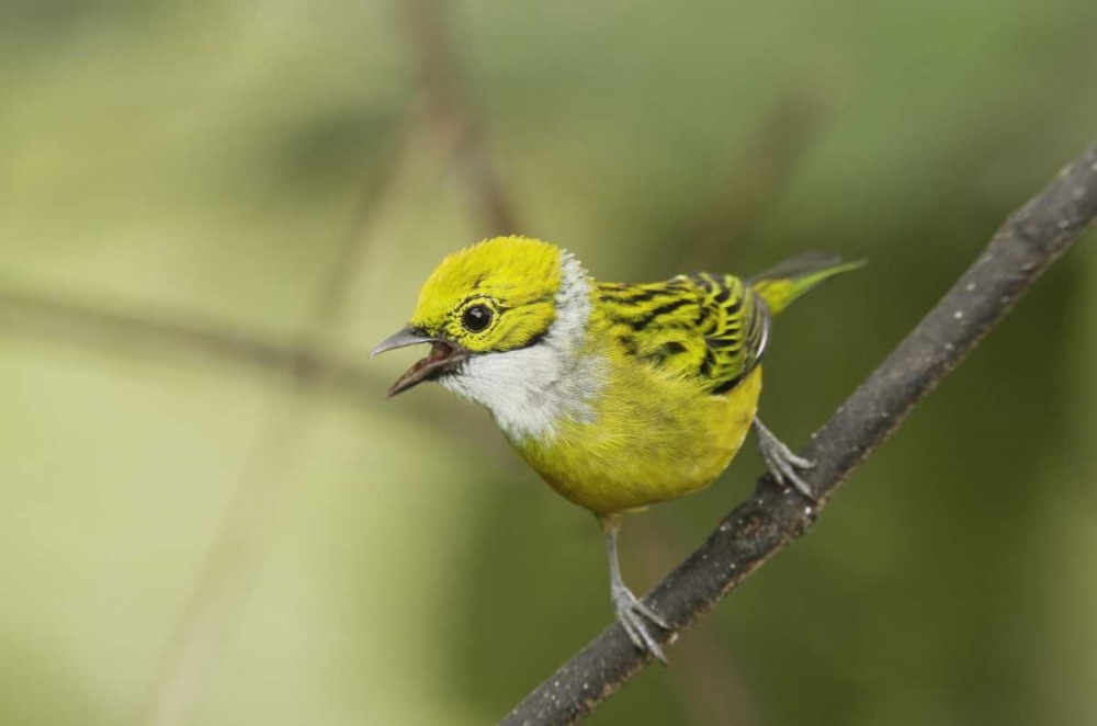 Ecuador, Los Bancos Silver-necked tanager art print by Arthur Morris for $57.95 CAD