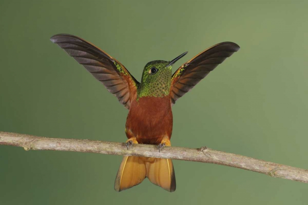 Ecuador Chestnut-breasted coronet displaying art print by Arthur Morris for $57.95 CAD