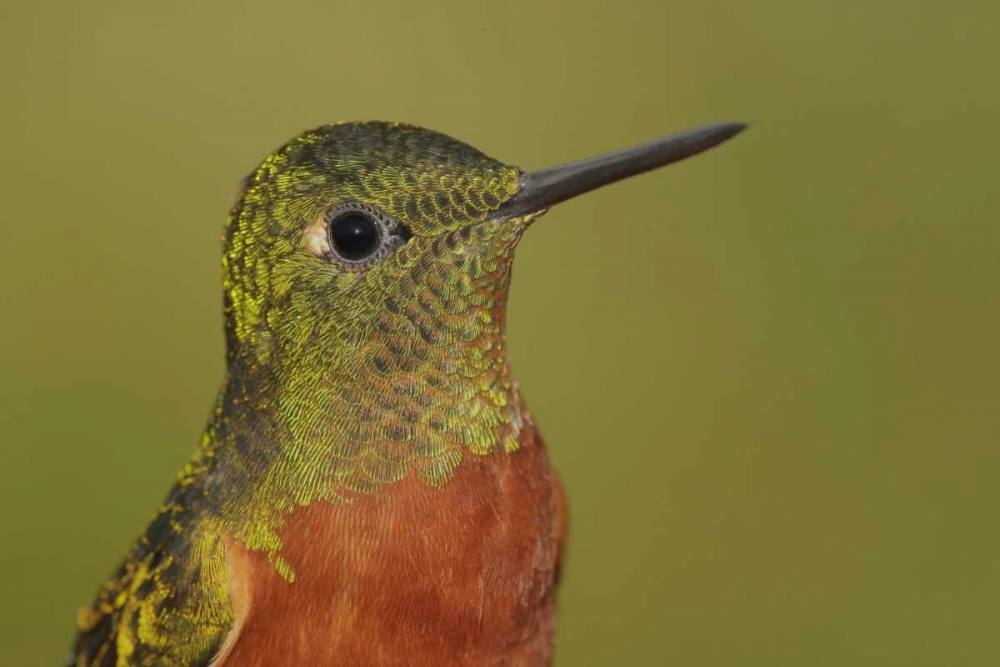Ecuador Chestnut-breasted coronet bird art print by Arthur Morris for $57.95 CAD
