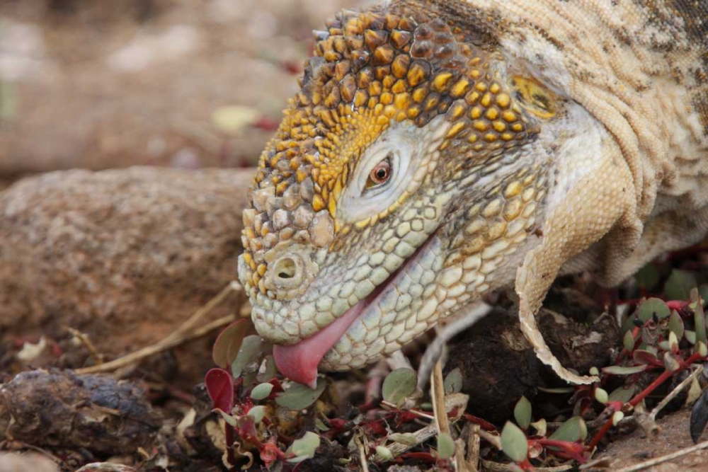 Ecuador, Galapagos Islands, Land iguana eating art print by Arthur Morris for $57.95 CAD