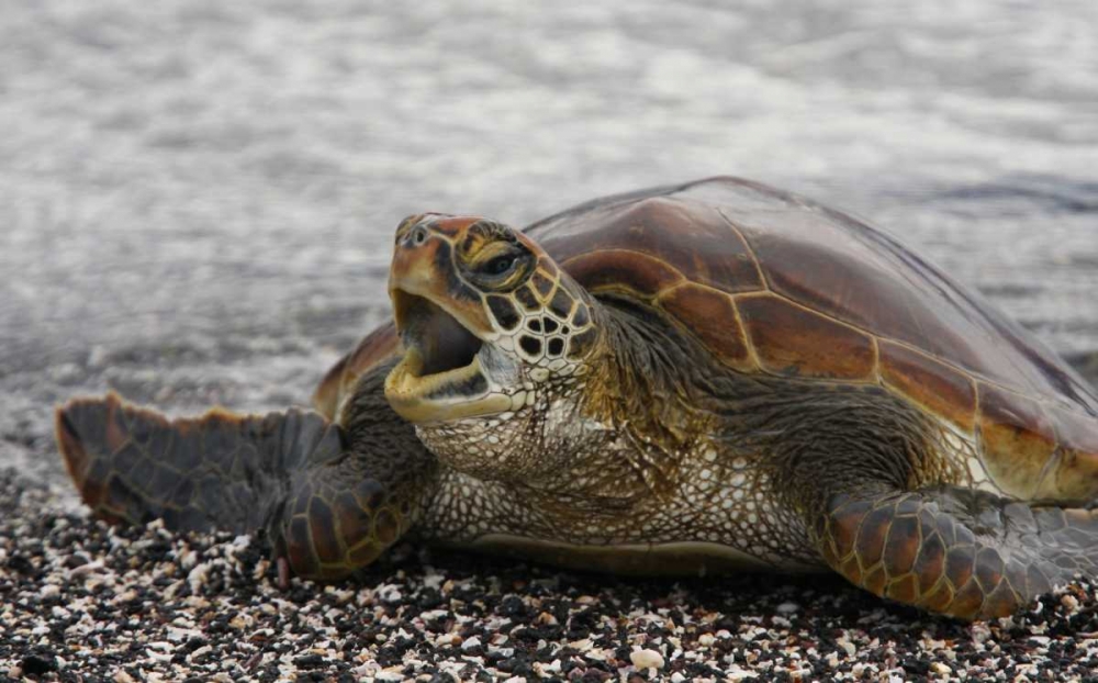 Ecuador, Galapagos, Young Pacific green turtle art print by Arthur Morris for $57.95 CAD
