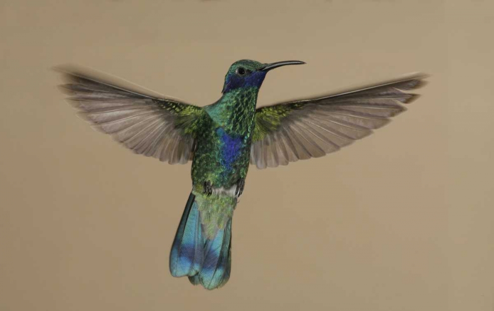 Ecuador Sparkling violet-ear hummingbird flying art print by Arthur Morris for $57.95 CAD