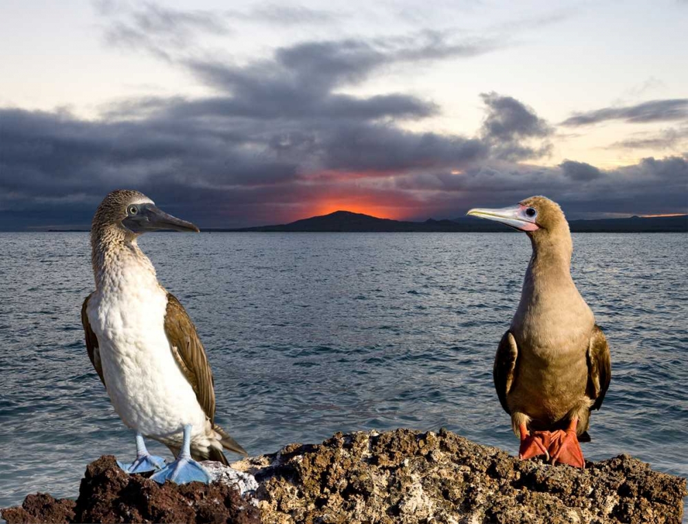 Blue and red-footed booby, Galapagos, Ecuador art print by Joanne Williams for $57.95 CAD