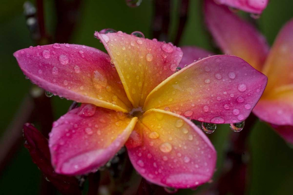Ecuador, Napo Wildlife Center Plumeria flower art print by Joanne Williams for $57.95 CAD