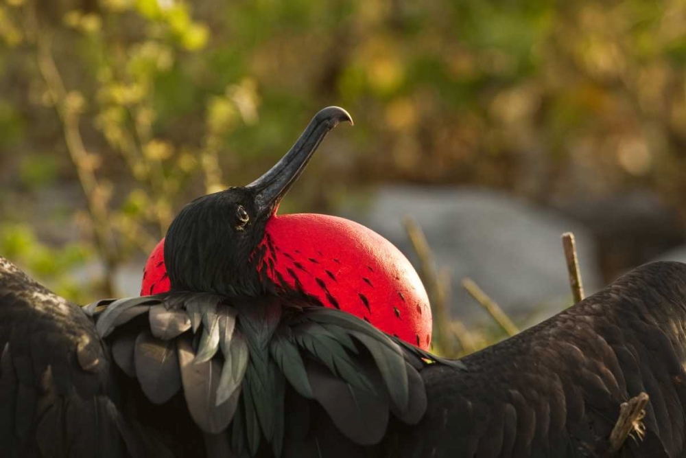 Ecuador, Galapagos NP Frigatebird displaying art print by Cathy and Gordon Illg for $57.95 CAD