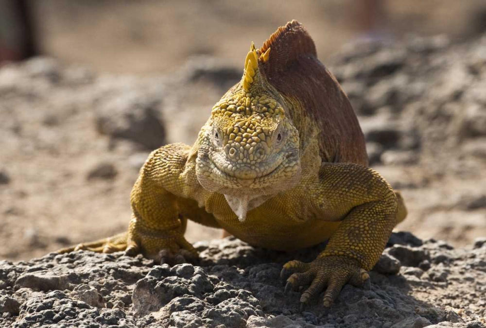 Ecuador, Galapagos, South Plaza Isl Land iguana art print by Cathy and Gordon Illg for $57.95 CAD