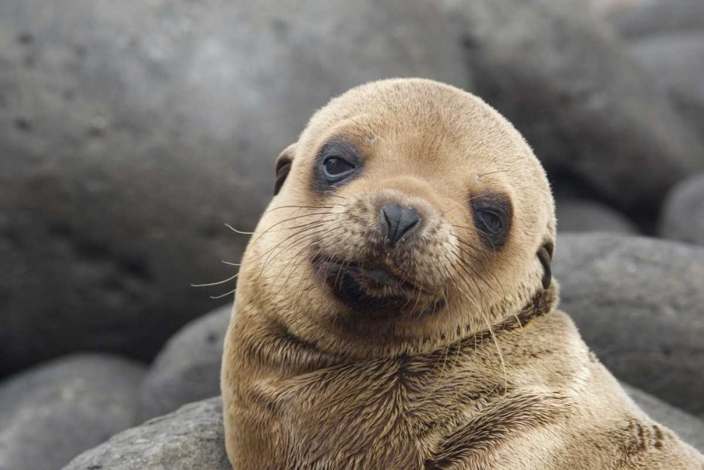 Ecuador, Galapagos Islands Sea lion pup art print by Marie Bush for $57.95 CAD