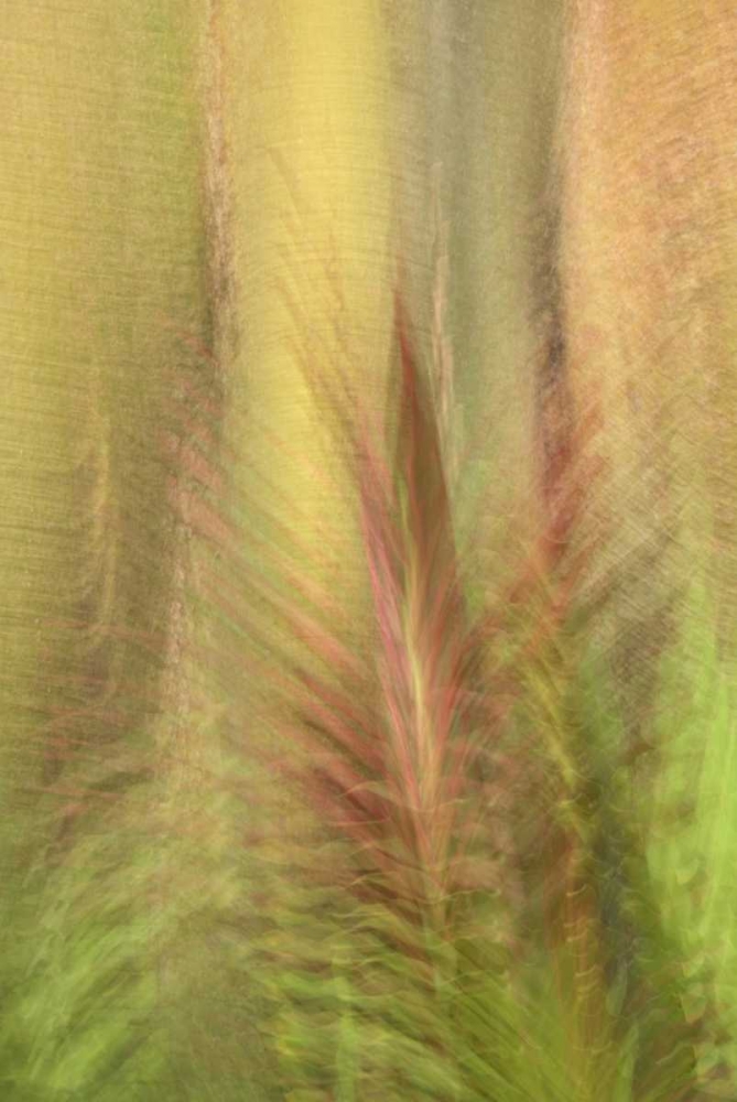 Ecuador, Colon Montage of botanical plants art print by Marie Bush for $57.95 CAD