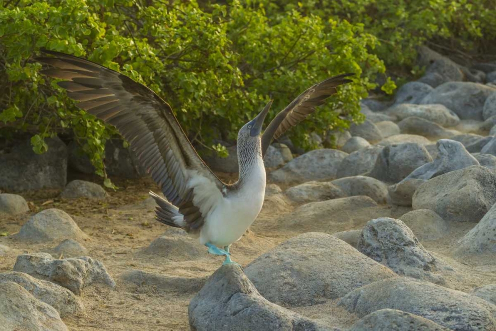Ecuador, Galapagos, Blue-footed booby displaying art print by Cathy and Gordon Illg for $57.95 CAD