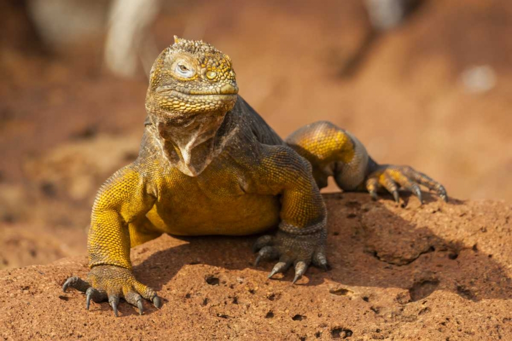 Ecuador, Galapagos NP Close-up of land iguana art print by Cathy and Gordon Illg for $57.95 CAD