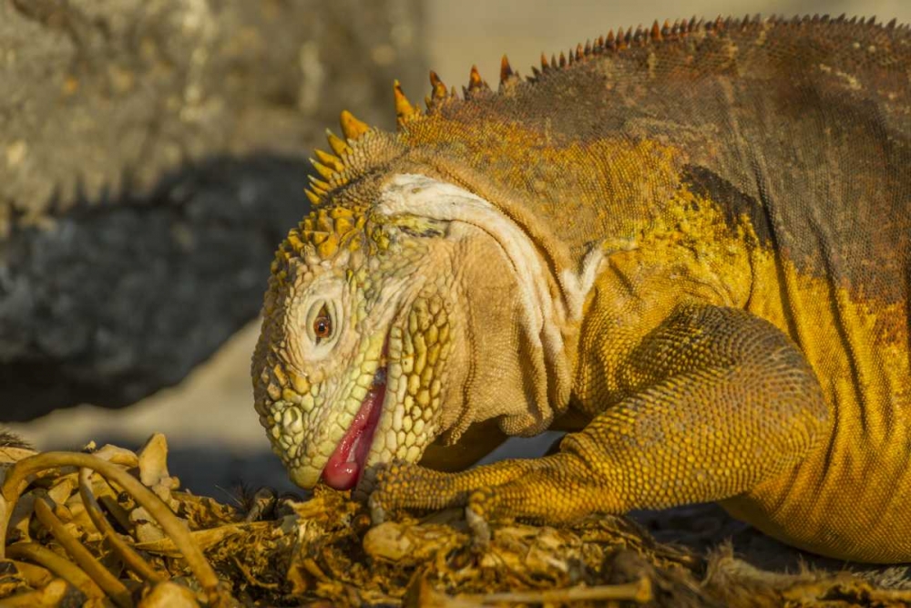 Ecuador, Galapagos NP Close-up of land iguana art print by Cathy and Gordon Illg for $57.95 CAD