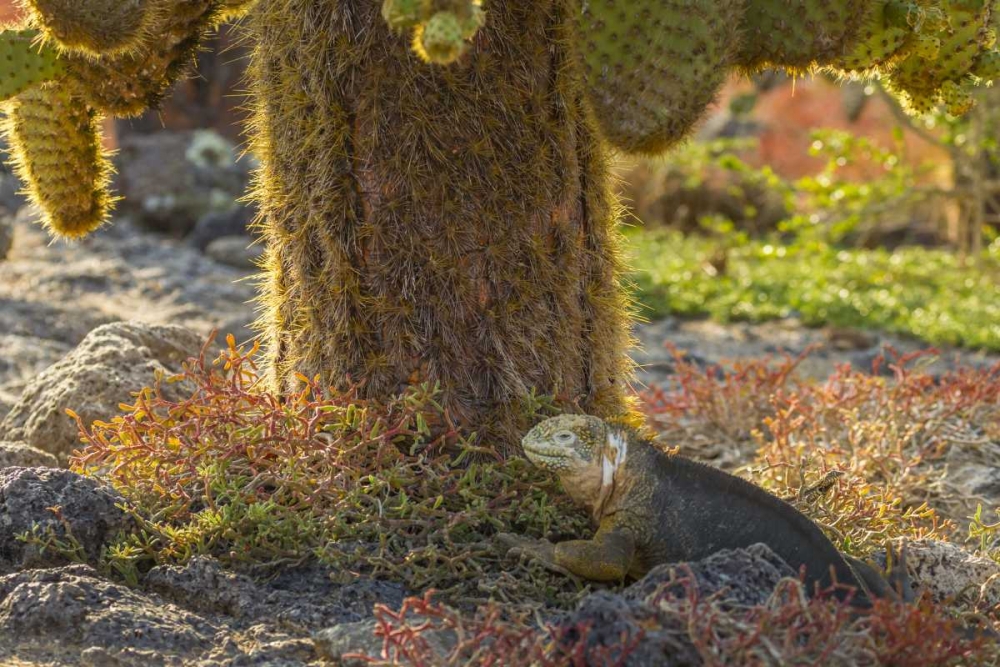 Ecuador, Galapagos NP Land iguana and cactus art print by Cathy and Gordon Illg for $57.95 CAD