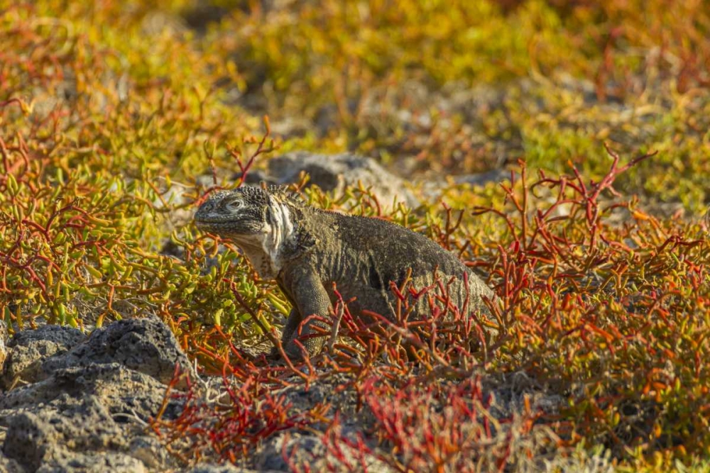 Ecuador, Galapagos NP Land iguana in vegetation art print by Cathy and Gordon Illg for $57.95 CAD