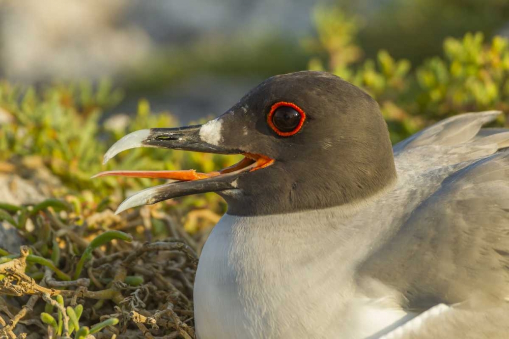 Ecuador, Galapagos NP Swallow-tailed gull art print by Cathy and Gordon Illg for $57.95 CAD