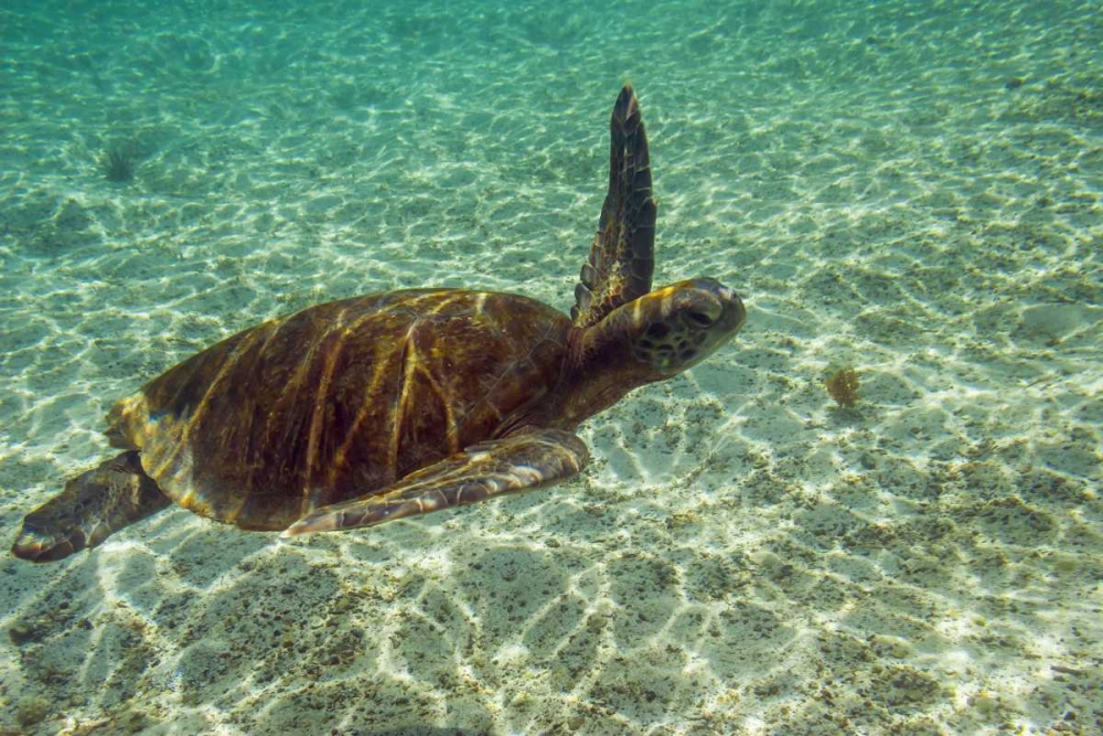Ecuador, Galapagos NP Green sea turtle art print by Cathy and Gordon Illg for $57.95 CAD