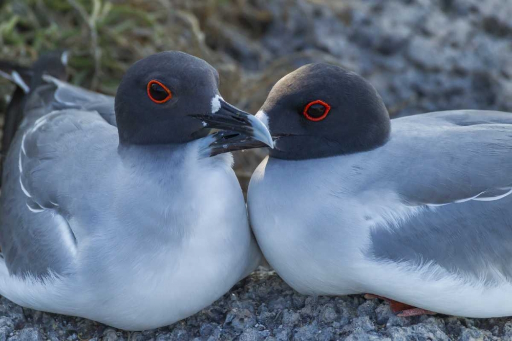 Ecuador, Galapagos NP Swallow-tailed gull pair art print by Cathy and Gordon Illg for $57.95 CAD