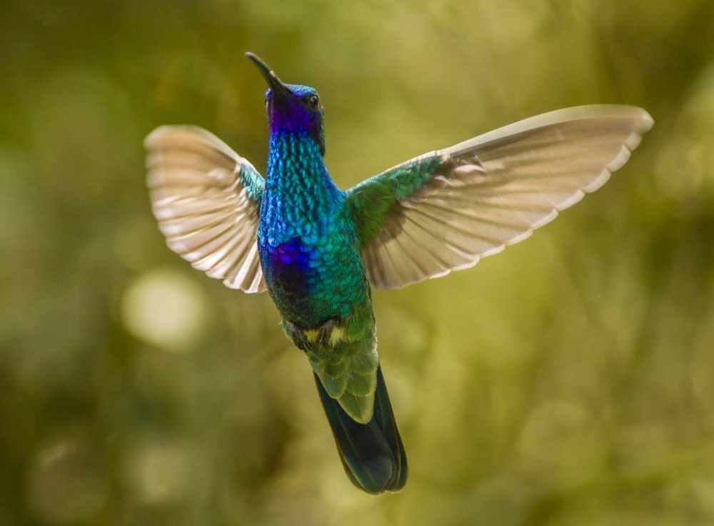 Ecuador Sparkling violet-ear hummingbird art print by Cathy and Gordon Illg for $57.95 CAD