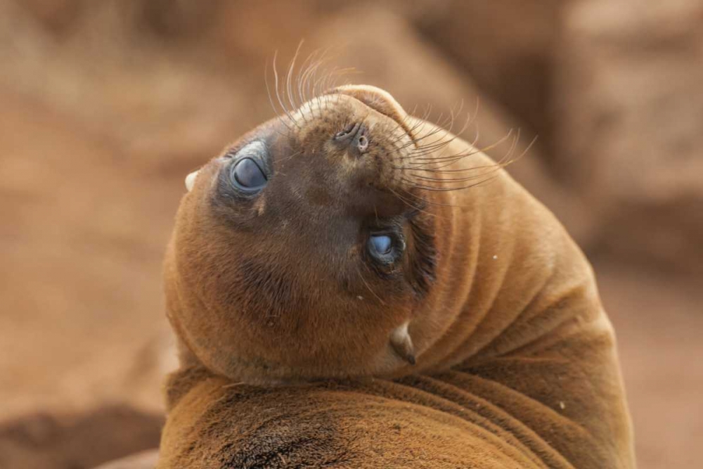 Ecuador, Galapagos NP Sea lion close-up art print by Cathy and Gordon Illg for $57.95 CAD