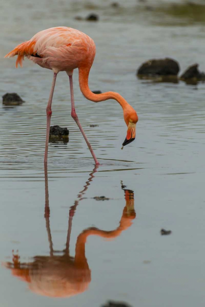 Ecuador, Galapagos NP Wading greater flamingo art print by Cathy and Gordon Illg for $57.95 CAD