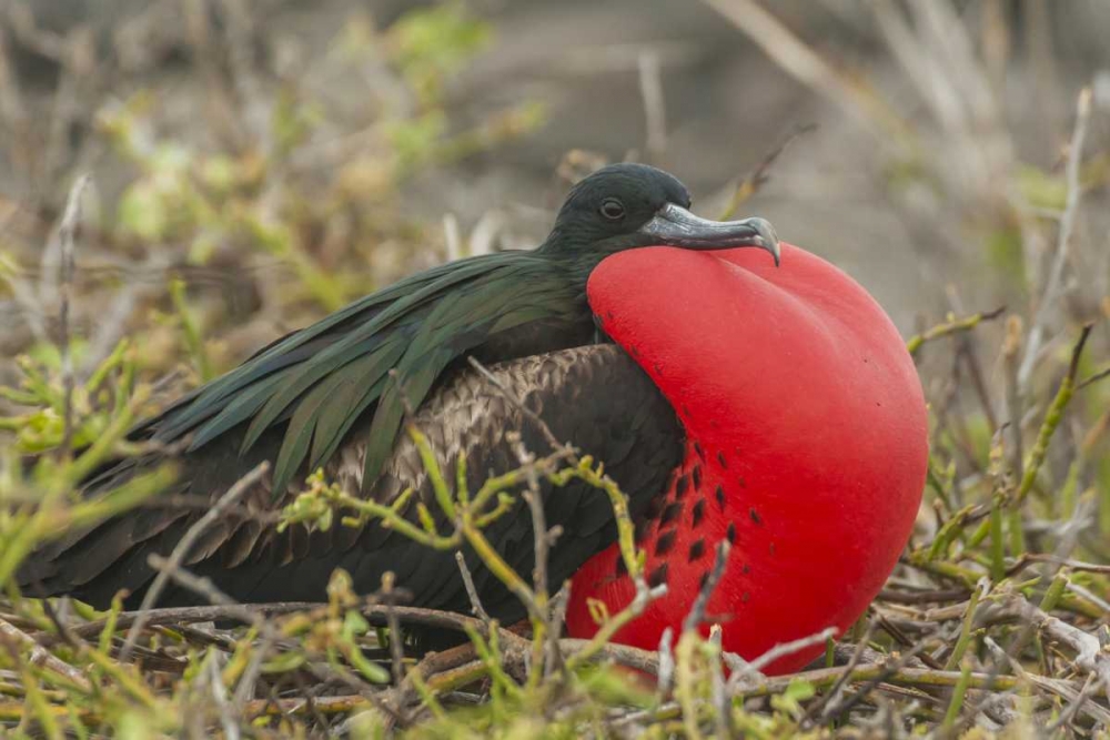 Ecuador, Galapagos Great Frigatebird displaying art print by Cathy and Gordon Illg for $57.95 CAD