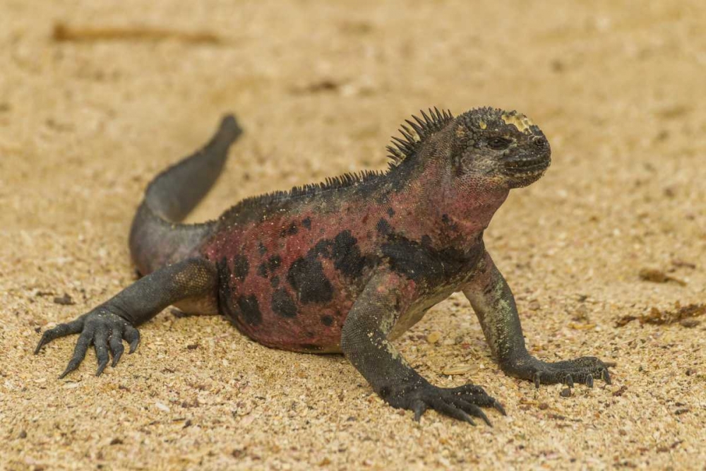 Ecuador, Galapagos NP Marine iguana on sand art print by Cathy and Gordon Illg for $57.95 CAD