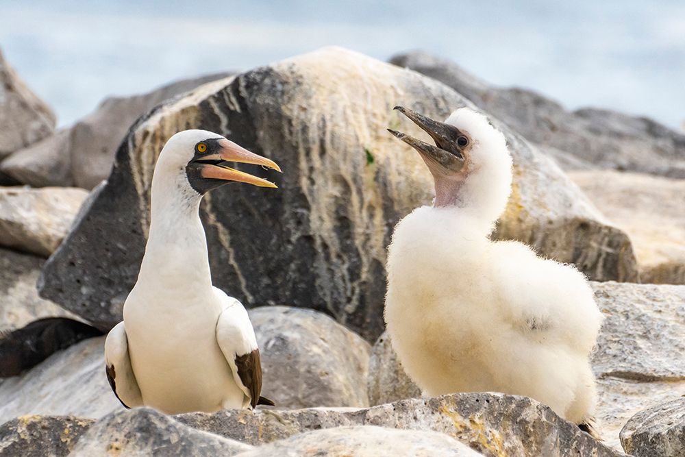 Ecuador-Galapagos National Park-Espanola Island. Nazca booby adult and chick. art print by Jaynes Gallery for $57.95 CAD