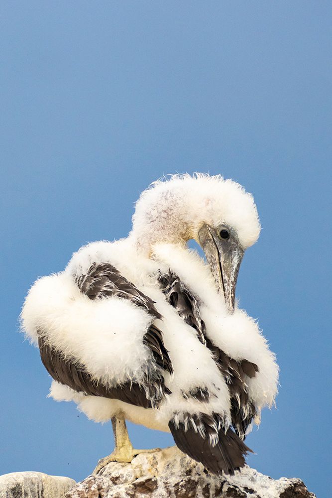 Ecuador-Galapagos National Park-Espanola Island. Nazca booby chick preening. art print by Jaynes Gallery for $57.95 CAD
