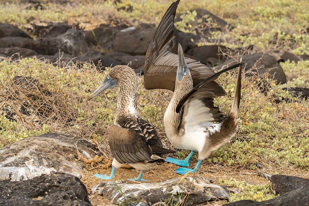 Ecuador-Galapagos National Park-Isla Lobos. Blue-footed booby pair courtship. art print by Jaynes Gallery for $57.95 CAD