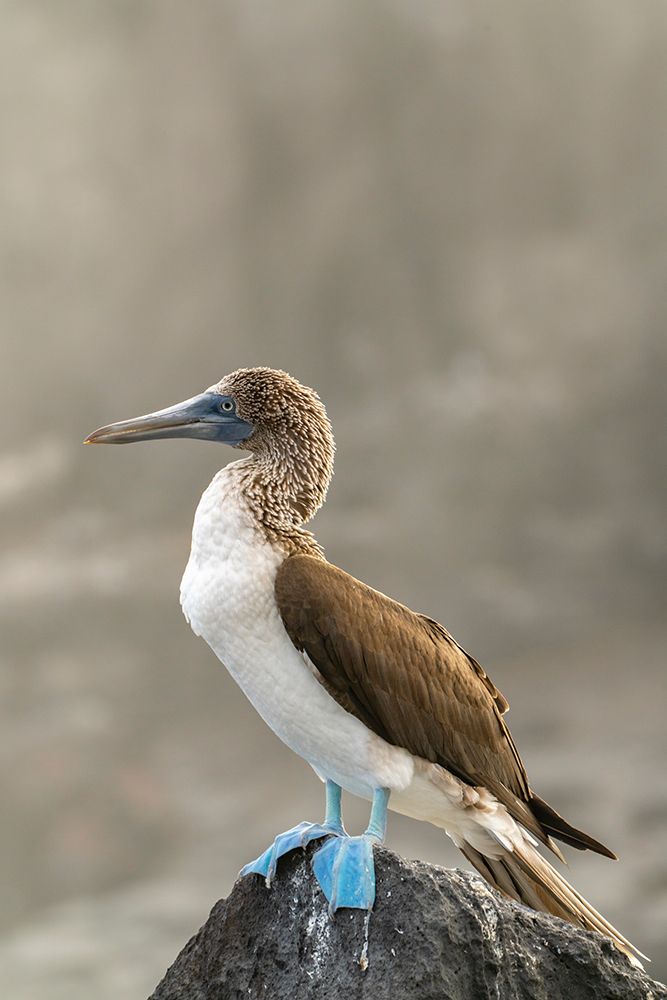 Ecuador-Galapagos National Park-Isla Lobos. Blue-footed booby on rock. art print by Jaynes Gallery for $57.95 CAD