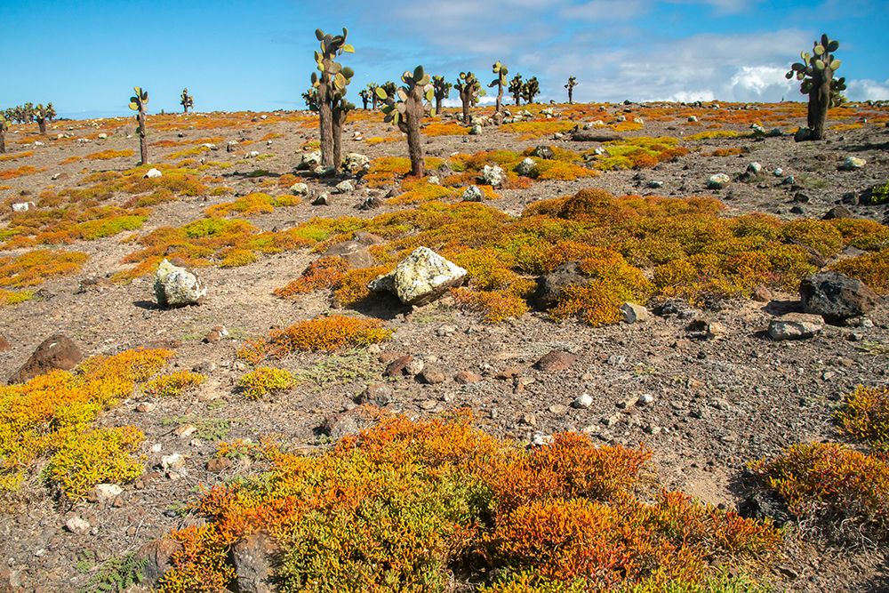 Ecuador-Galapagos National Park-South Plaza Island. Landscape with cactus and portulaca plants. art print by Jaynes Gallery for $57.95 CAD