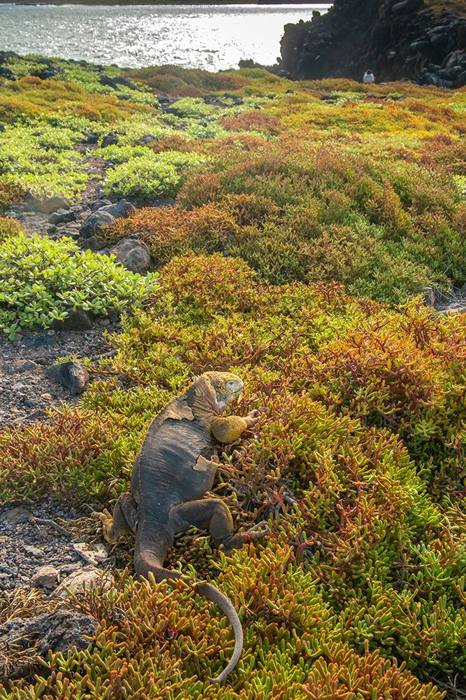 Ecuador-Galapagos National Park-South Plaza Island. Land iguana in portulaca plants. art print by Jaynes Gallery for $57.95 CAD