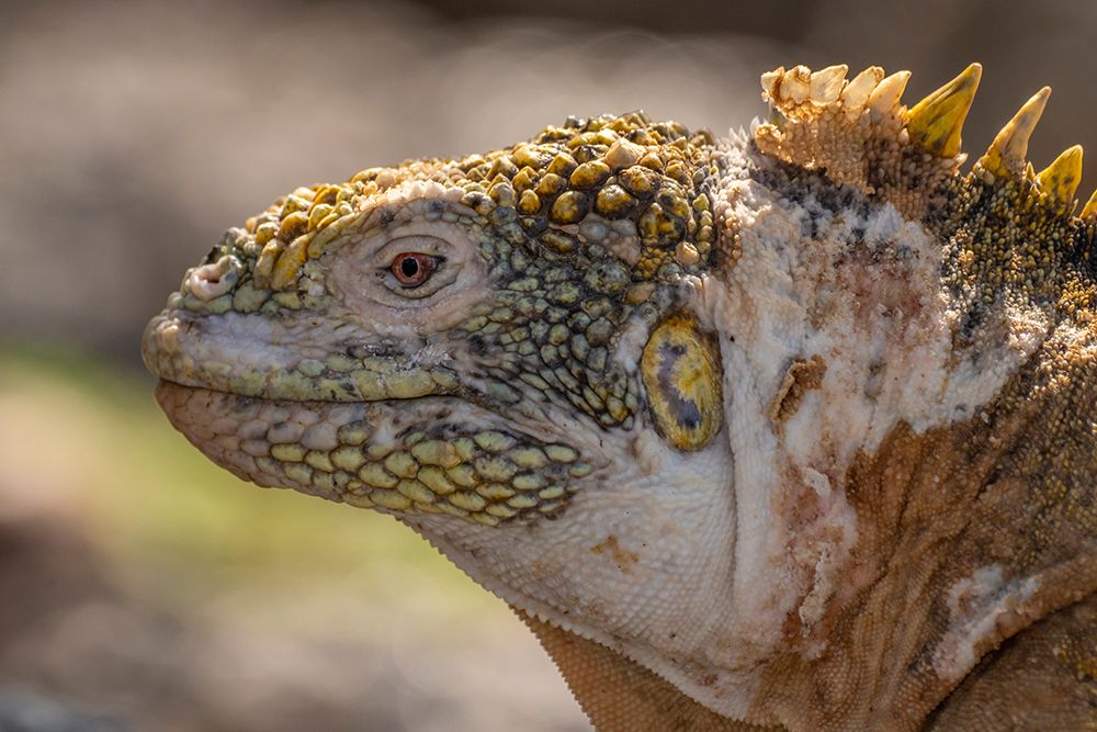 Ecuador-Galapagos National Park-South Plaza Island. Land iguana head close-up. art print by Jaynes Gallery for $57.95 CAD