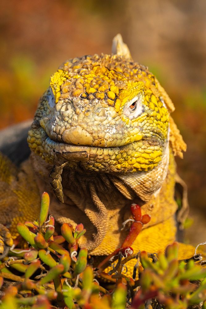 Ecuador-Galapagos National Park-South Plaza Island. Land iguana close-up. art print by Jaynes Gallery for $57.95 CAD