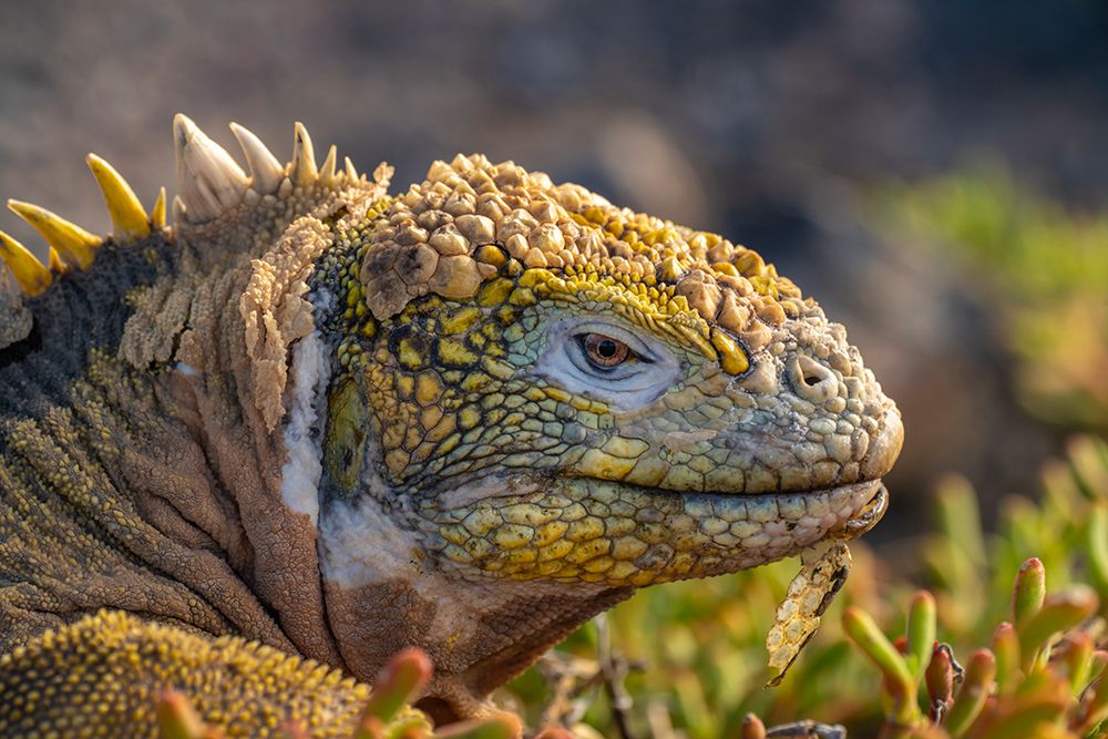 Ecuador-Galapagos National Park-South Plaza Island. Land iguana head close-up. art print by Jaynes Gallery for $57.95 CAD