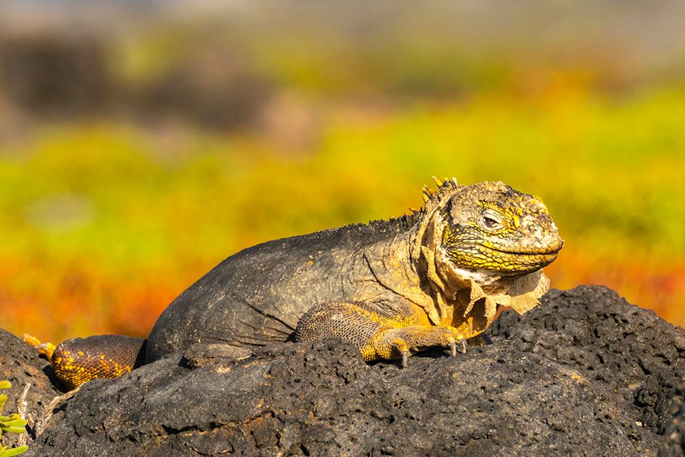Ecuador-Galapagos National Park-South Plaza Island. Shedding land iguana close-up. art print by Jaynes Gallery for $57.95 CAD