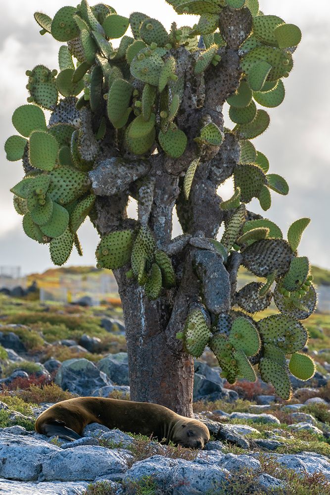 Ecuador-Galapagos National Park-South Plaza Island. Sea lion resting beside cactus. art print by Jaynes Gallery for $57.95 CAD