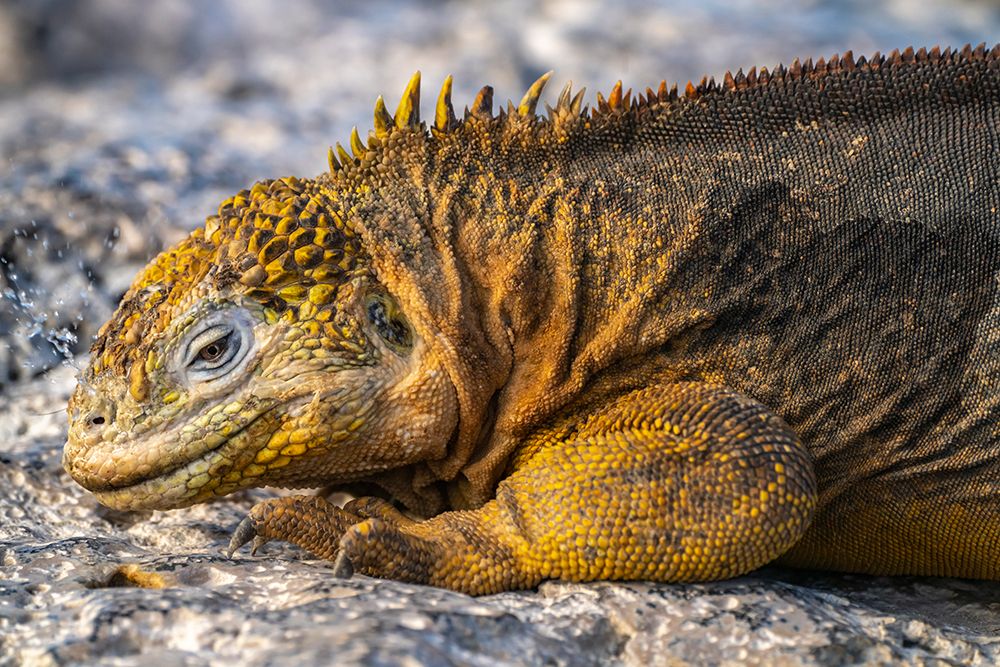 Ecuador-Galapagos National Park-South Plaza Island. Land iguana squirting salt through nostrils. art print by Jaynes Gallery for $57.95 CAD