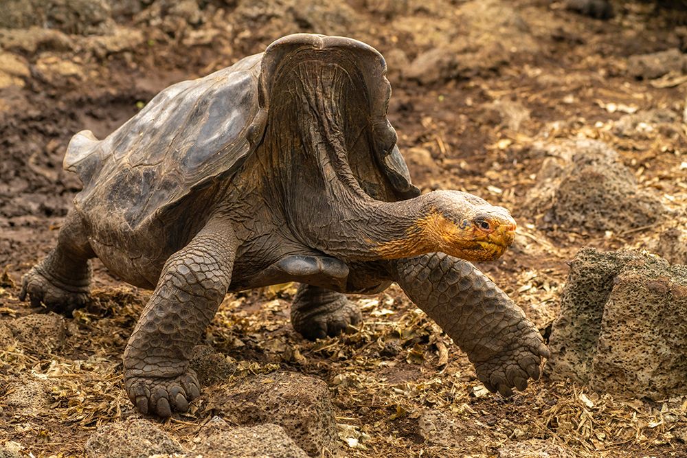 Ecuador-Galapagos National Park-Santa Cruz Island. Giant tortoise walking. art print by Jaynes Gallery for $57.95 CAD