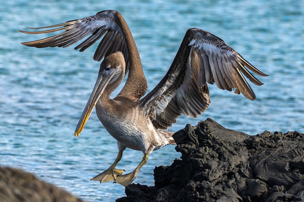 Ecuador-Galapagos National Park-Santiago Island. Brown pelican jumping from rock to rock. art print by Jaynes Gallery for $57.95 CAD