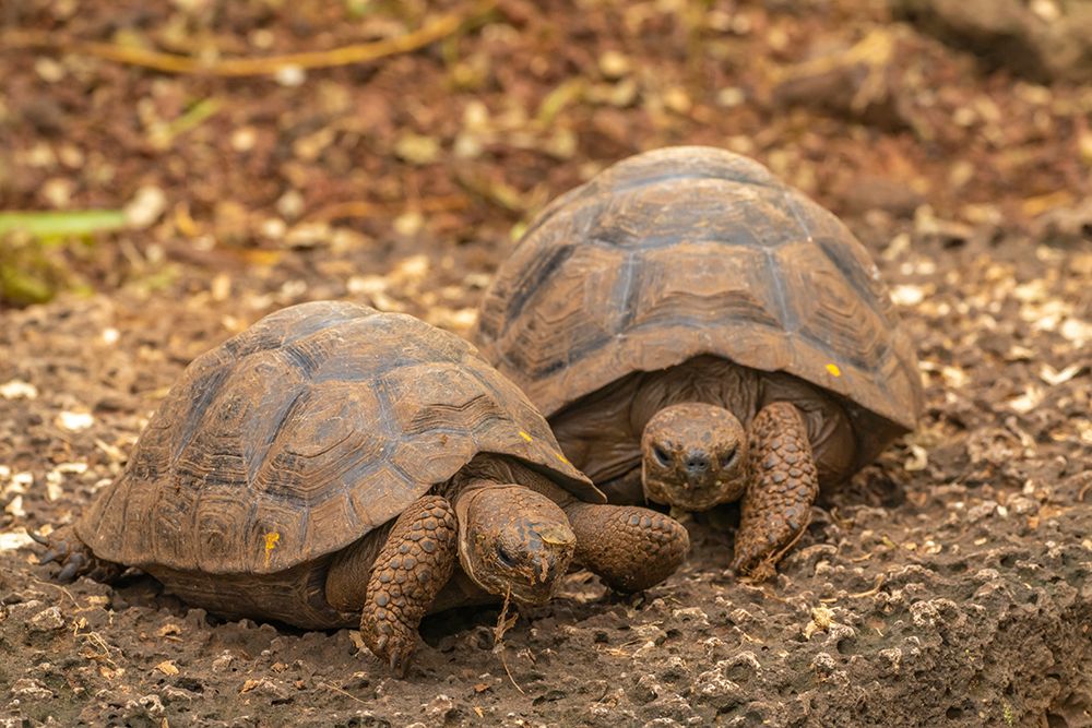 Ecuador-Galapagos National Park-Santa Cruz Island. Giant tortoise young. art print by Jaynes Gallery for $57.95 CAD