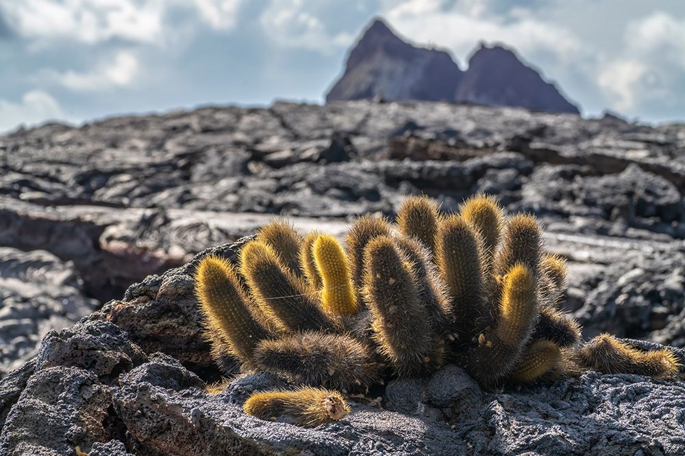 Ecuador-Galapagos National Park-Santiago Island. Lava cactus among lava rocks. art print by Jaynes Gallery for $57.95 CAD